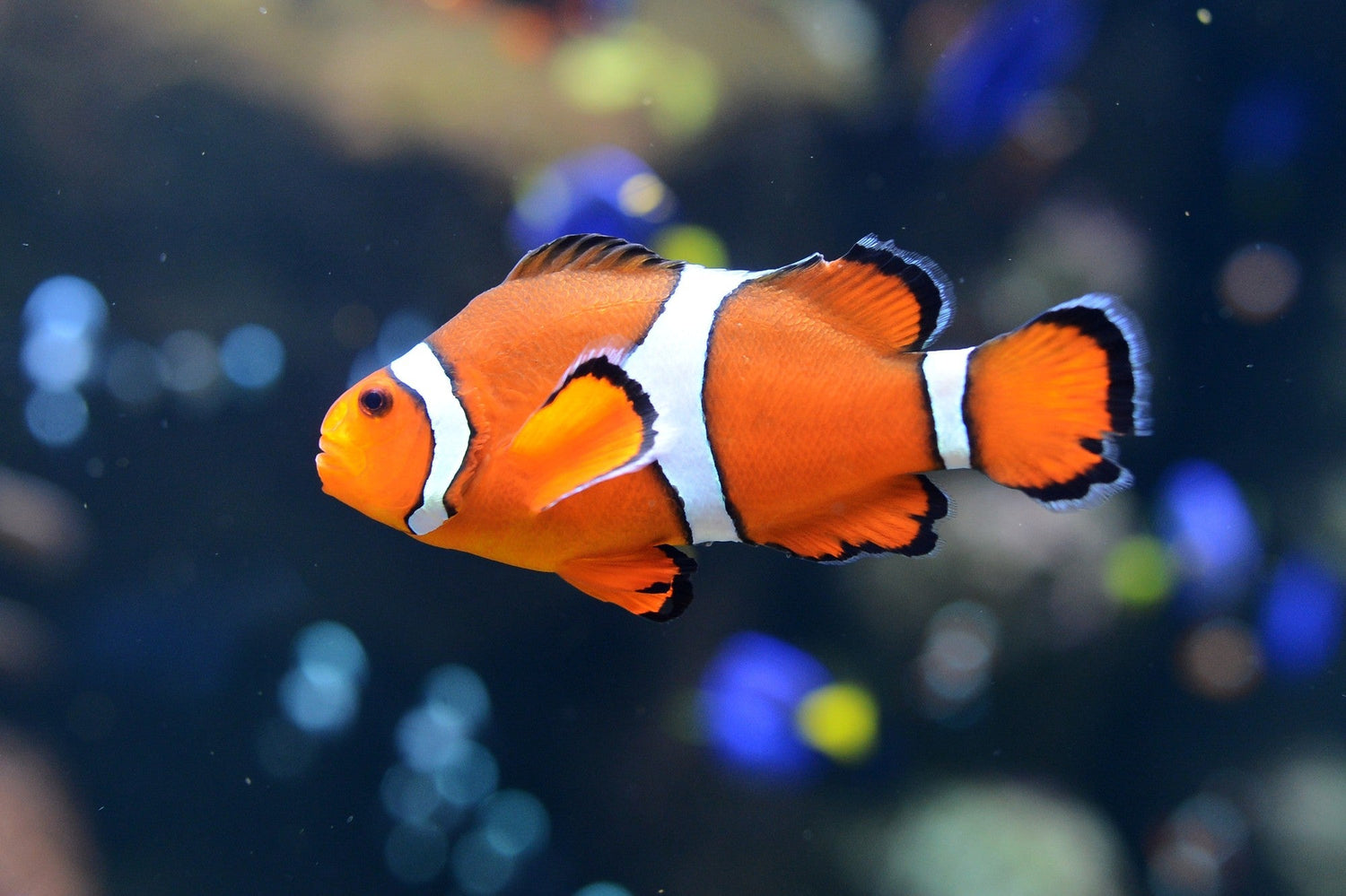 poisson