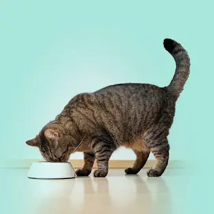 Chats