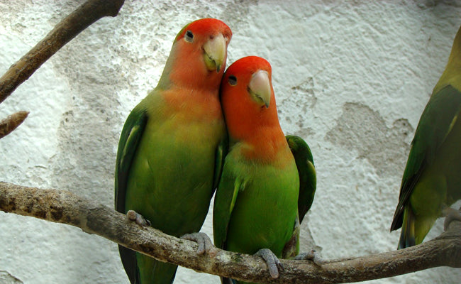oiseaux